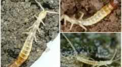 Hogyan lehet megszabadulni a törpéktől egy magánházban és a lakásban